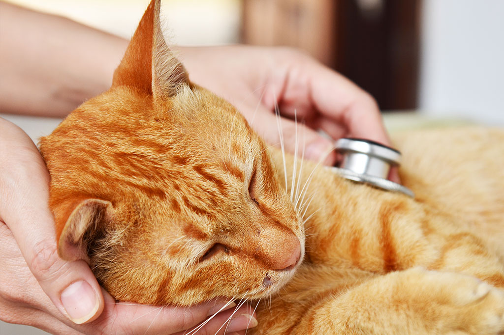 Dierenartsenpraktijk Achterbos